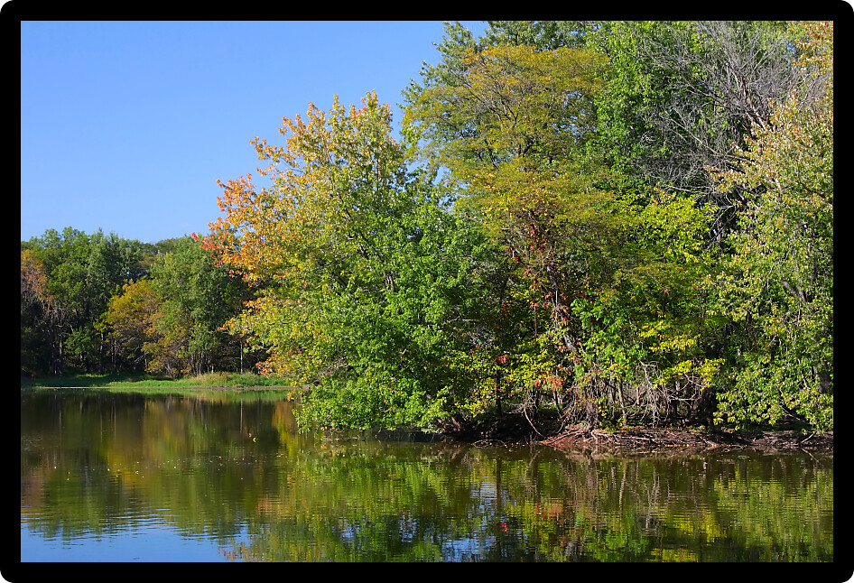 Vegetation reflected off a pond at Pecatonica Wetlands Forest Preserve in northern Illinois.