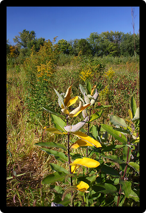 View of the prairie at Pecatonica Wetlands Forest Preserve in northern Illinois.