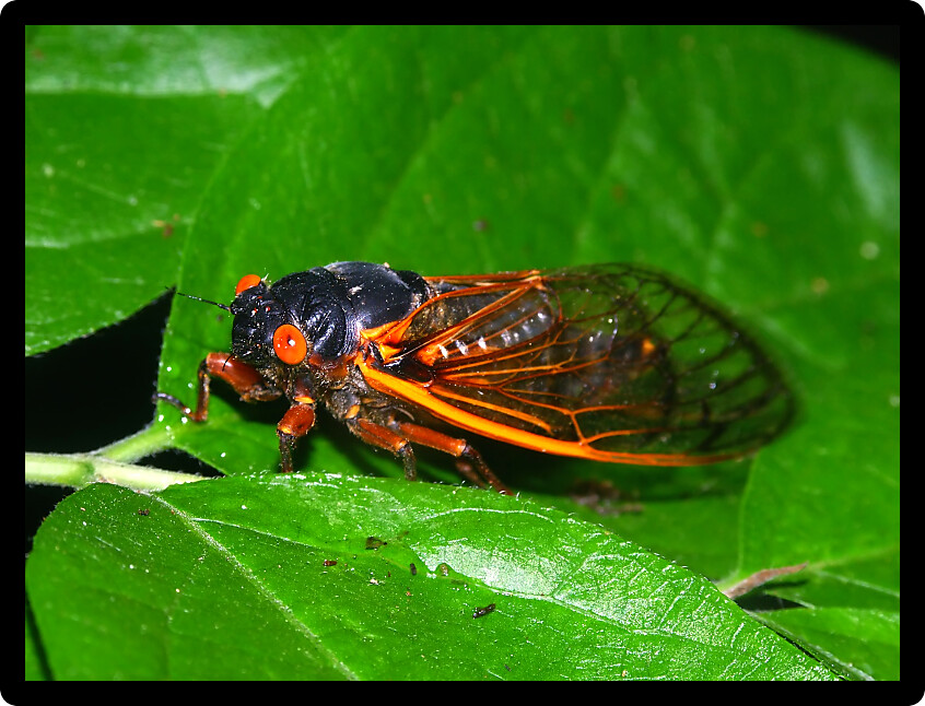A 17-year Periodical Cicada (Magicicada septendecim) at Rock Cut State Park in northern Illinois.