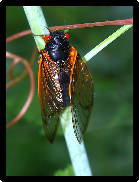A 17-year Periodical Cicada (Magicicada septendecim) at Rock Cut State Park in northern Illinois.