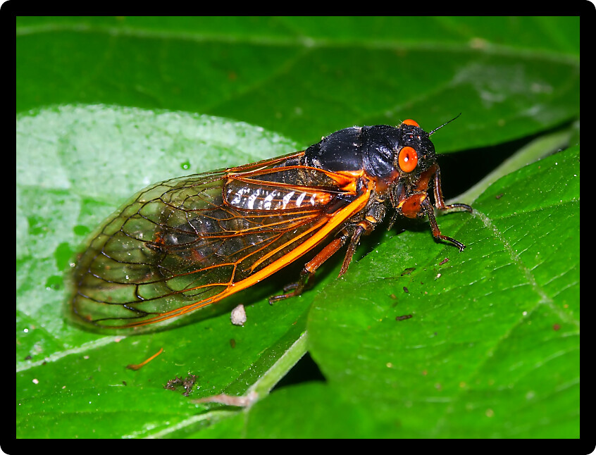 A 17-year Periodical Cicada (Magicicada septendecim) at Rock Cut State Park in northern Illinois.