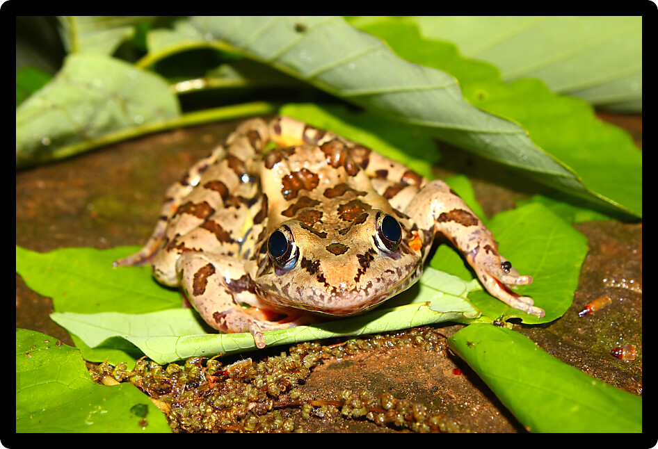 Pickerel Frog (Rana palustris) sits on the forest floor in Alabama.