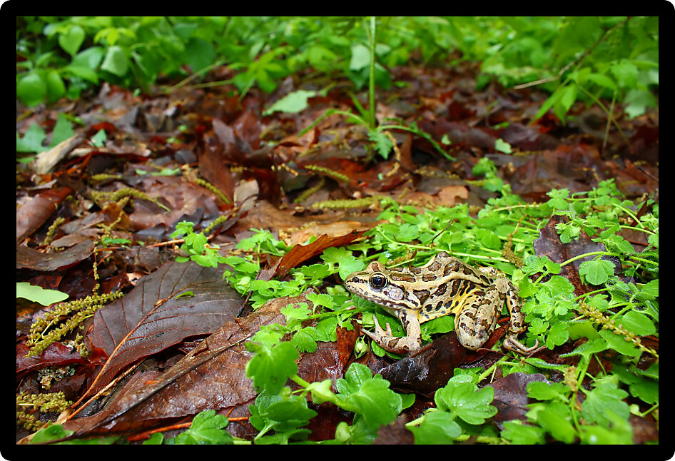 Pickerel Frog (Rana palustris) surveys the forest floor in Alabama.