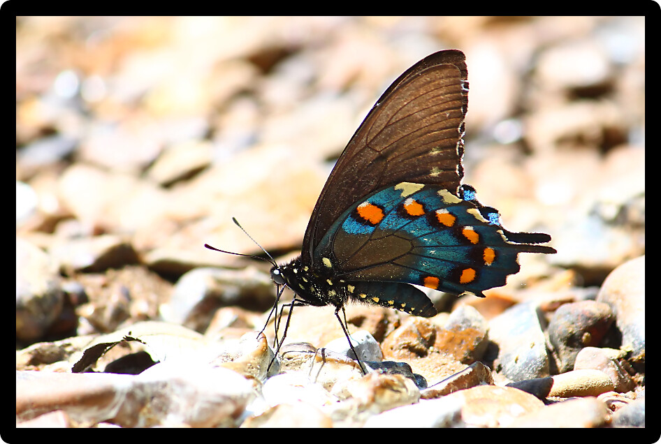 Pipevine Swallowtail (Battus philenor) along the Natchez Trace National Scenic Parkway in Alabama.