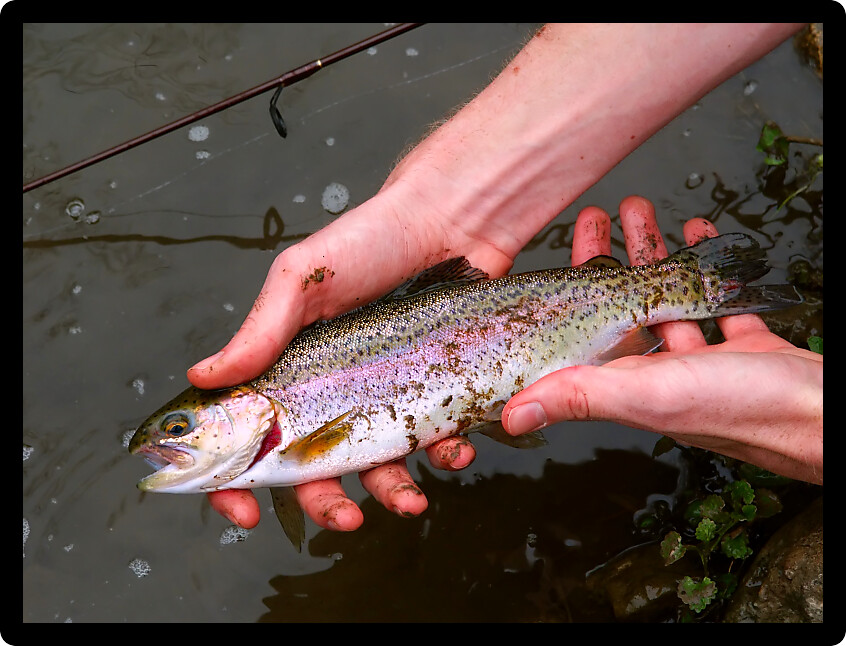 Rainbow Trout (Oncorhynchus mykiss) caught at Apple River Canyon State Park in Illinois.
