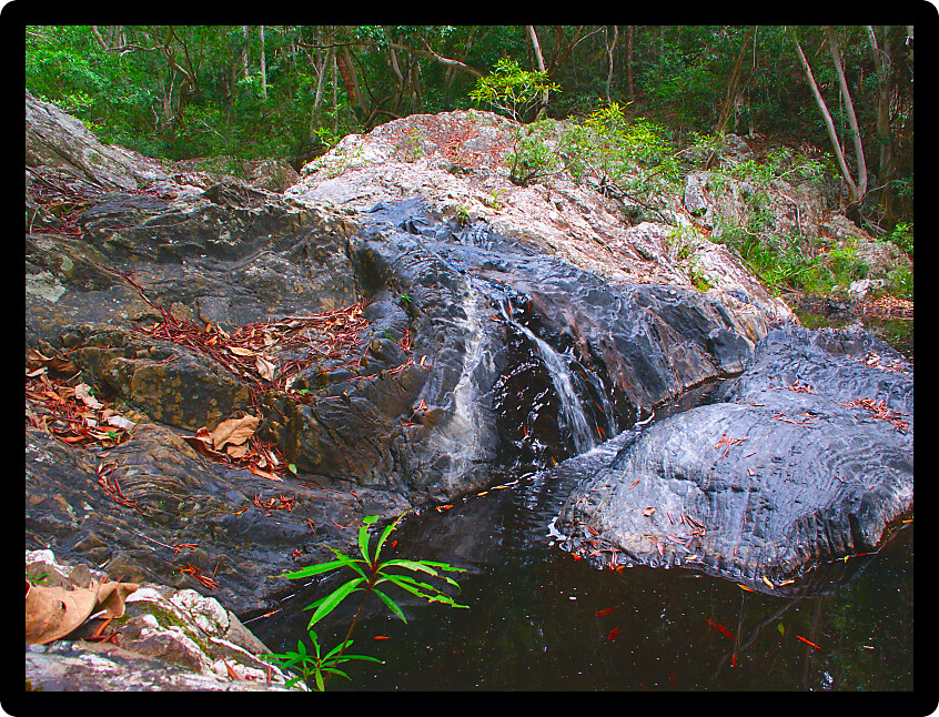 Creek in the tropical rainforest of Barron Gorge National Park near Kuranda Australia.
