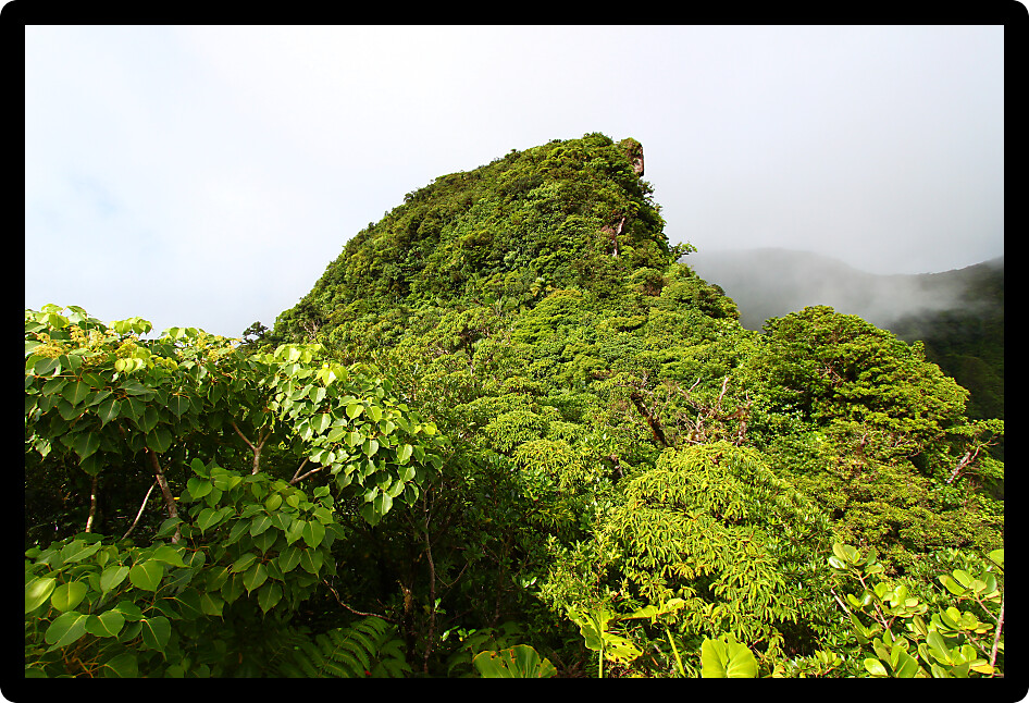 Tropical cloudy rainforest peak in the highlands of Saint Kitts.