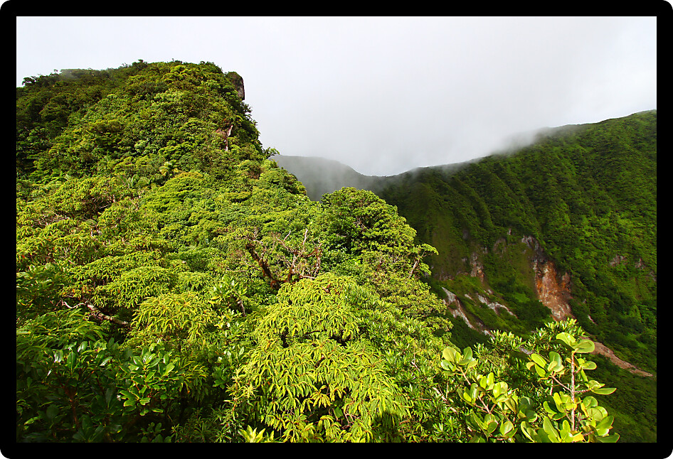 Tropical cloudy rainforest peak in the highlands of Saint Kitts.