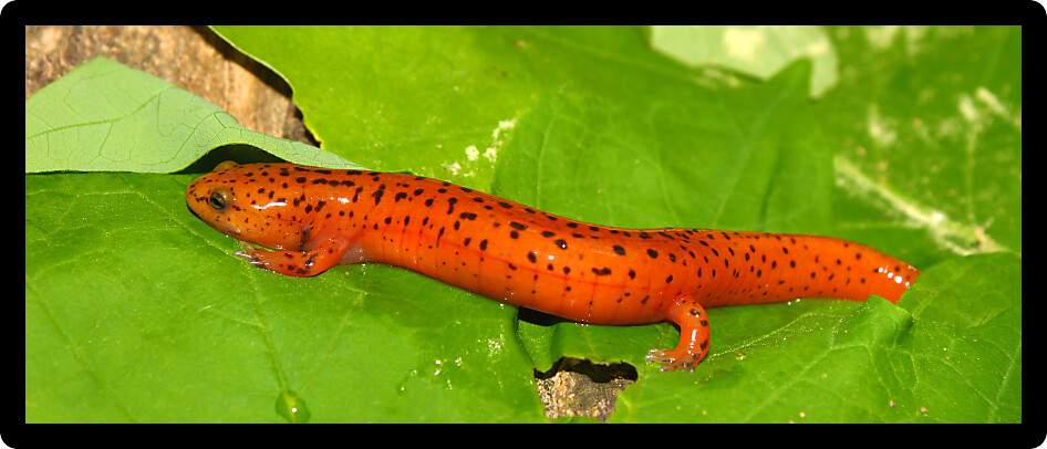 Red Salamanders (Pseudotriton ruber) are an amphibian species in Alabama.
