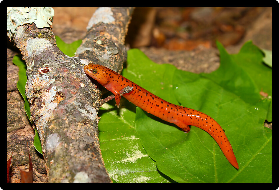 Red Salamanders (Pseudotriton ruber) are an amphibian species in Alabama.