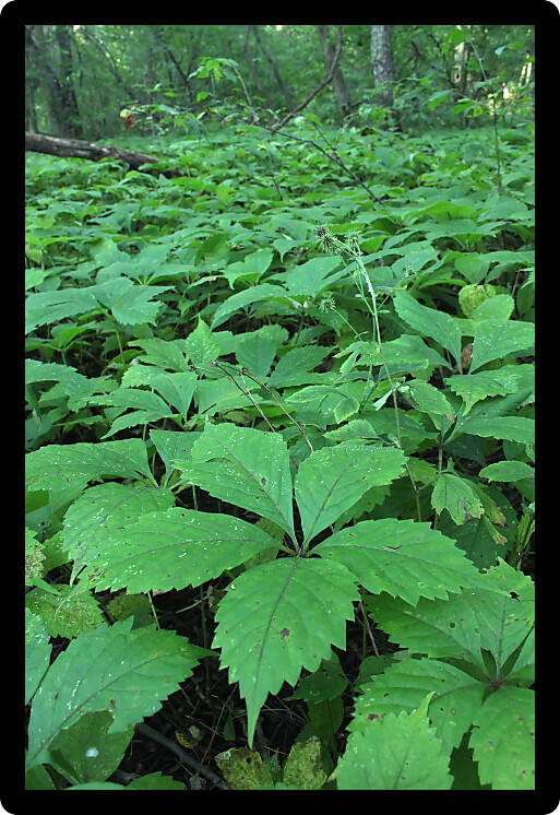 Dense understory vegetation covers the forest floor at Rock Cut State Park in Illinois.