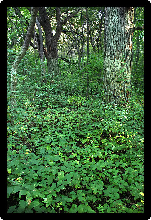 Dense understory vegetation covers the forest floor at Rock Cut State Park in Illinois.