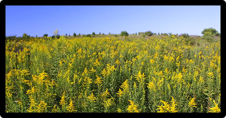 Beautiful yellow flowers bloom in a prairie at Rock Cut State Park in northern Illinois.