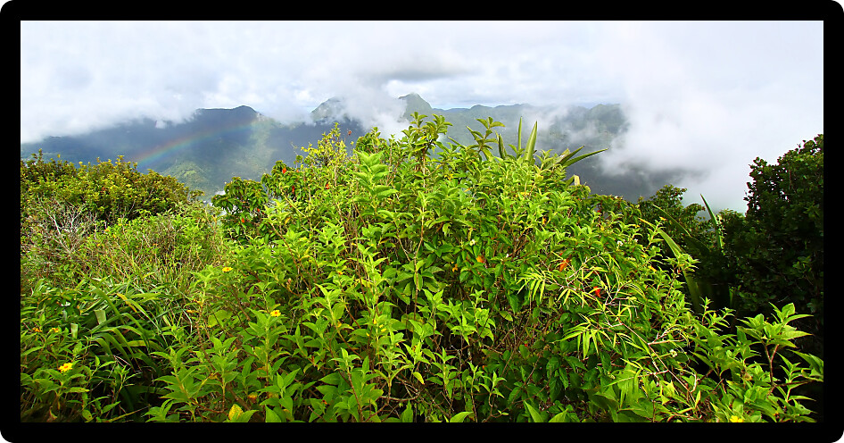 Tropical view of Saint Lucia from the cloud covered summit of the Petit Piton.