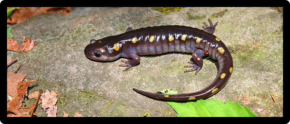 Spotted Salamander (Ambystoma maculatum) at an Alabama natural area.