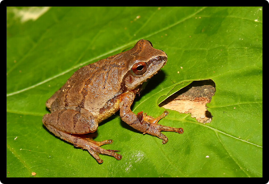 Spring Peeper (Pseudacris crucifer) at a natural area of Alabama.