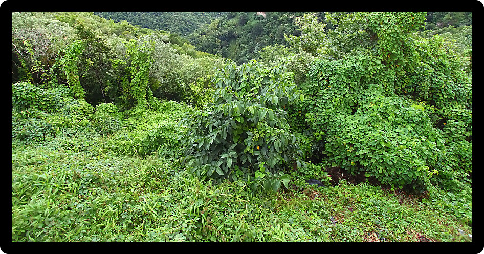 Tropical vegetation on the Caribbean island of Saint Lucia.