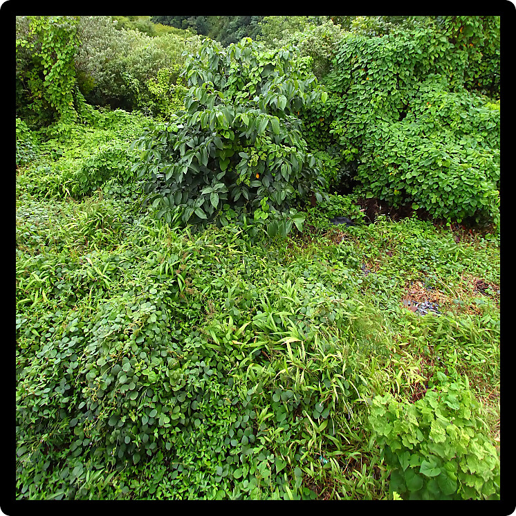Tropical vegetation on the Caribbean island of Saint Lucia.