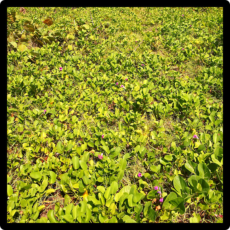 Tropical vegetation on the Caribbean island of Saint Lucia.
