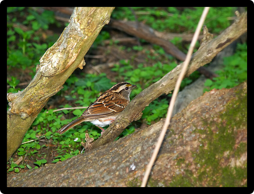 White-throated Sparrow (Zonotrichia albicollis) in a forested natural area of Illinois.