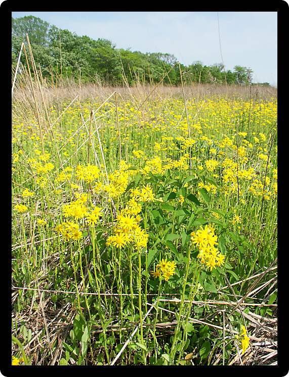 Beautiful yellow flowers bloom in a prairie at Deer Run Forest Preserve in northern Illinois.