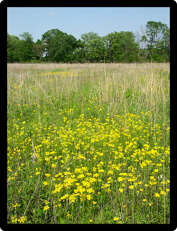 Beautiful yellow flowers bloom in a prairie at Deer Run Forest Preserve in northern Illinois.