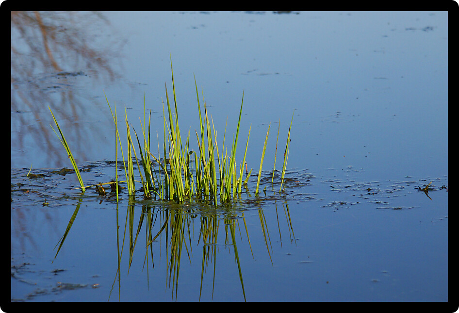 Aquatic vegetation emerges from an Illinois wetland in the spring.