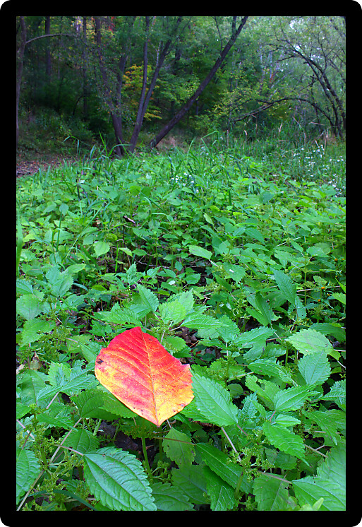 Single red leaf signals the coming of fall in northern Illinois.
