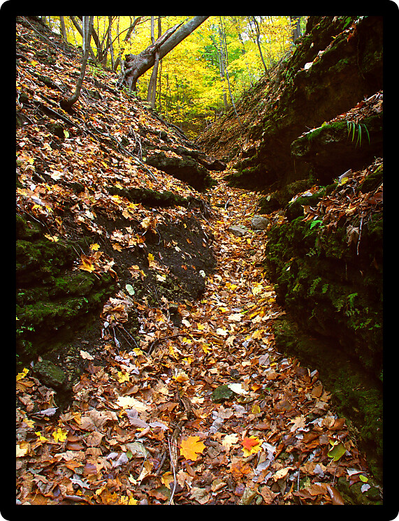 Deep gorge fills with falling leaves at Kishwaukee Gorge Forest Preserve in Illinois.