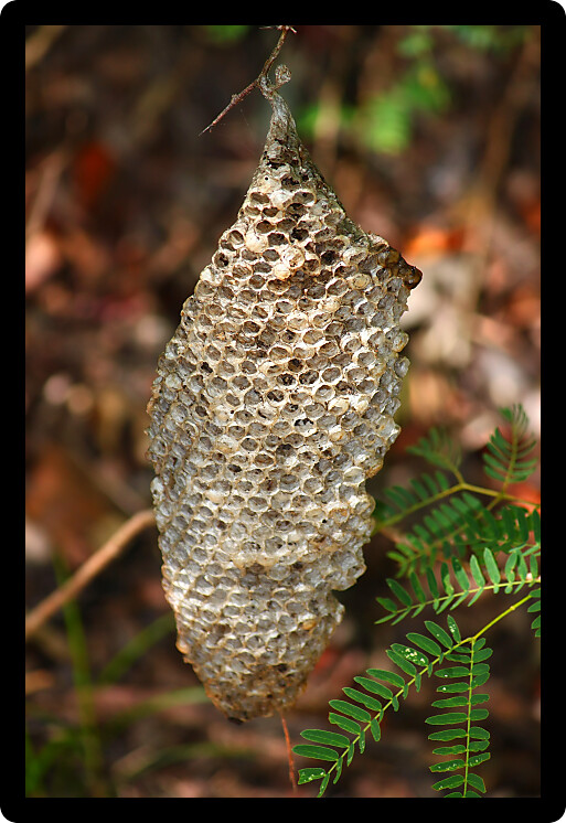 Beehive hangs from a tree in Puerto Rico.
