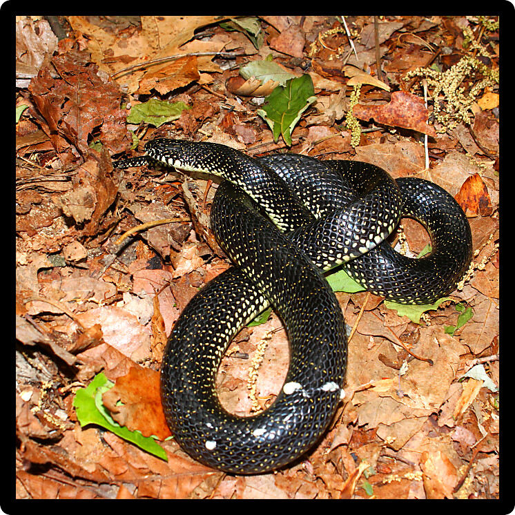 Black Kingsnakes (Lampropeltis getula) are a reptile species in Alabama.