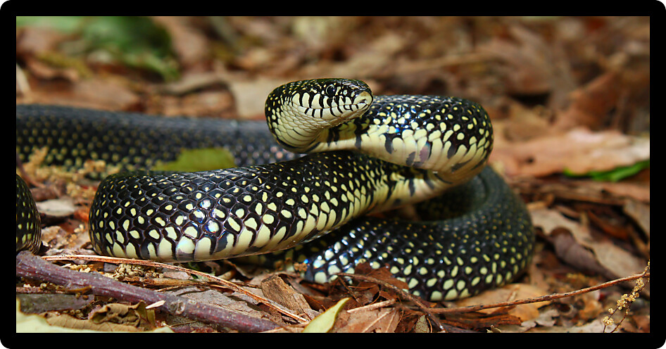 Black Kingsnake (Lampropeltis getula) sits on the forest floor in Alabama.