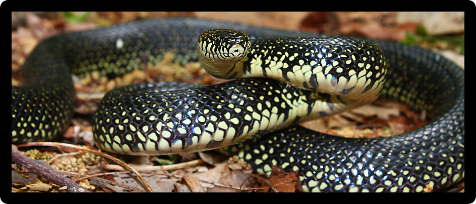 Black Kingsnake (Lampropeltis getula) inhabiting a forest of Alabama.