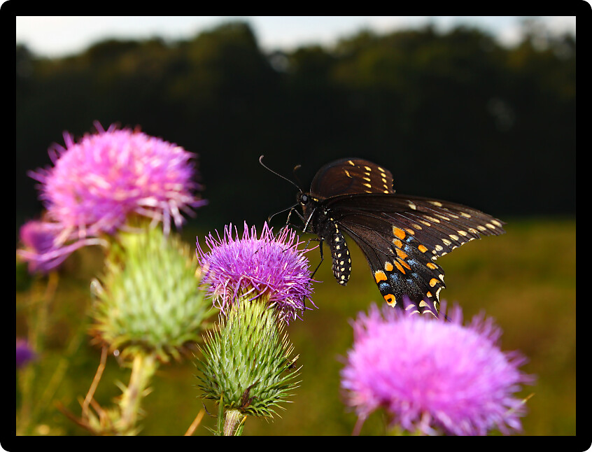 Black Swallowtail (Papilio polyxenes) sits on a thistle at Shabbona Lake State Park in Illinois
