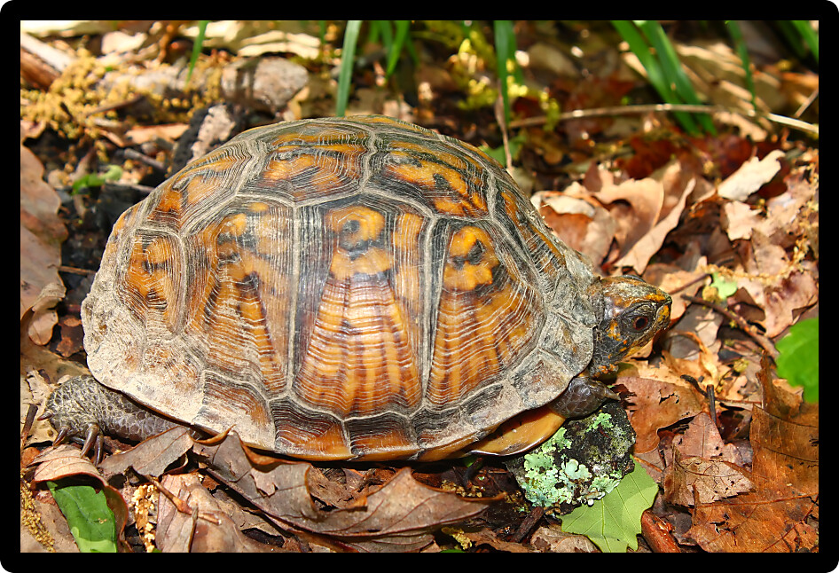 Box Turtle (Terrapene carolina) in a natural environment of Alabama.