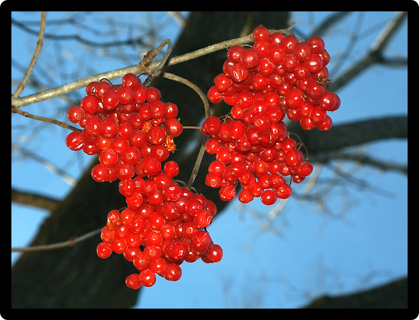 Bright red berries in the forests of northern Illinois.