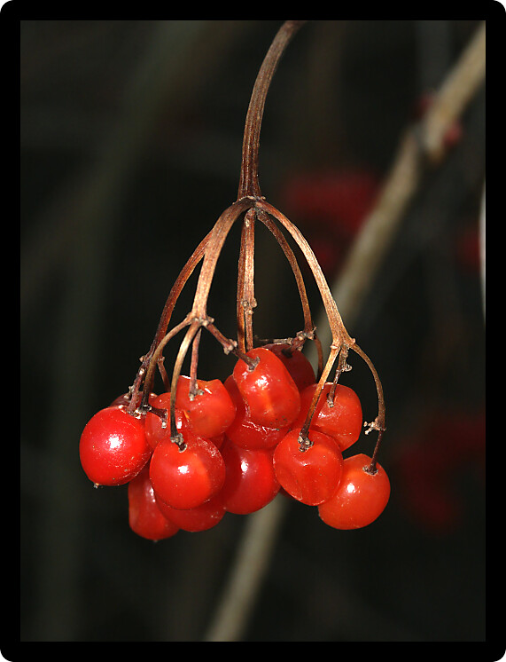 Macro shot of bright red berries in the forests of northern Illinois.