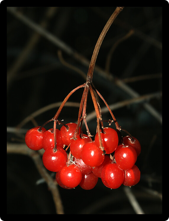 Bright red berries in the forests of northern Illinois.