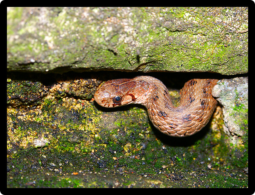 Brown Snake (Storeria dekayi) peeks out of its winter rock hideout in the spring.