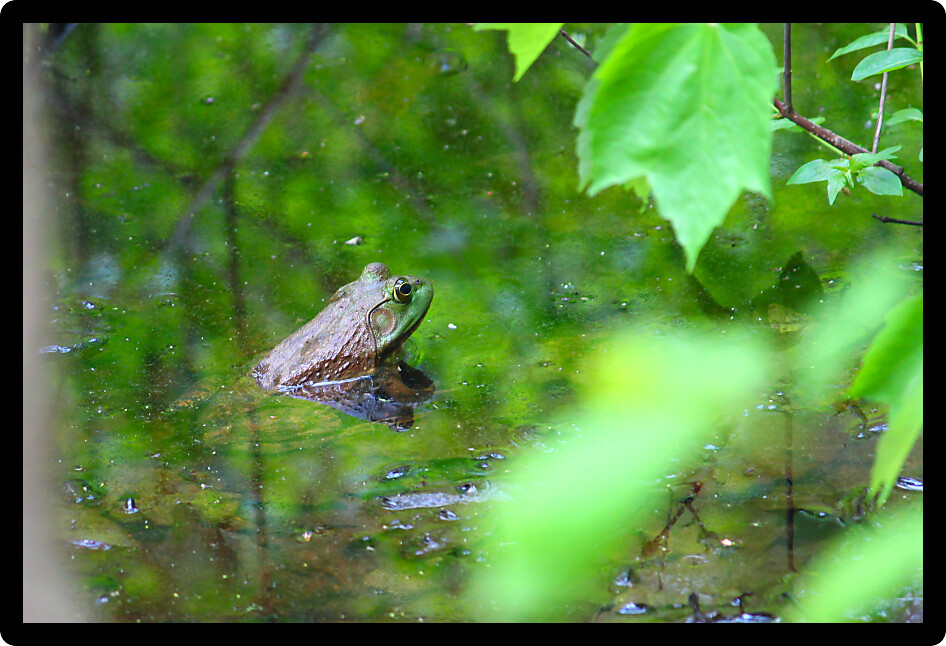 Big Bullfrog (Rana catesbeiana) in a wetland of northern Alabama.