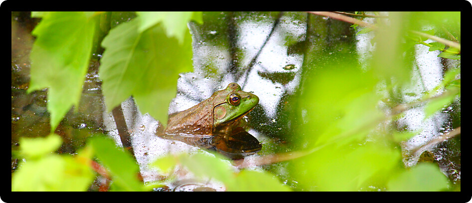 Big Bullfrog (Rana catesbeiana) in a wetland of northern Alabama.