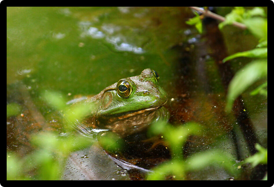 Bullfrog (Rana catesbeiana) in a wetland of northern Alabama.