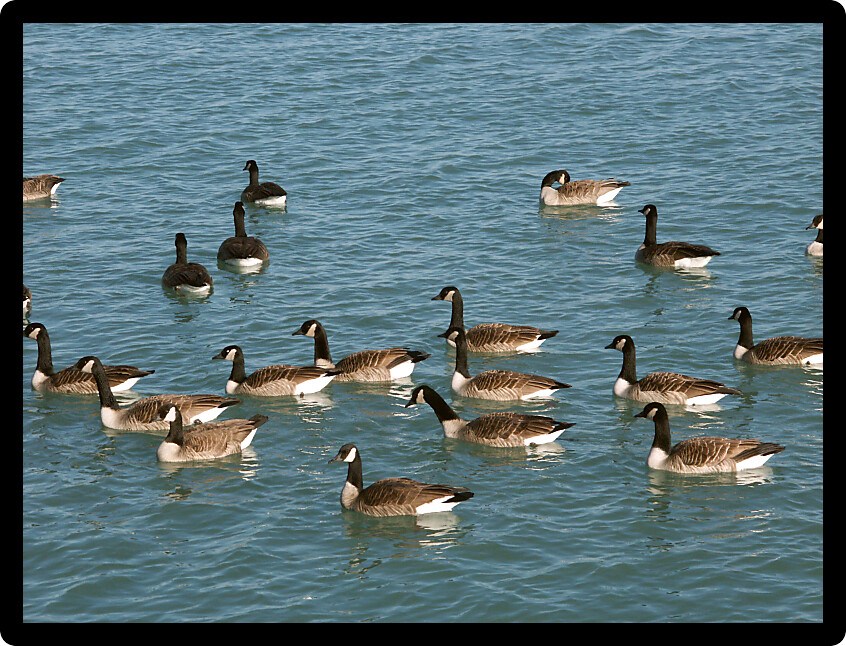 Large group of Canada Geese swim lazily in Lake Michigan in Illinois.