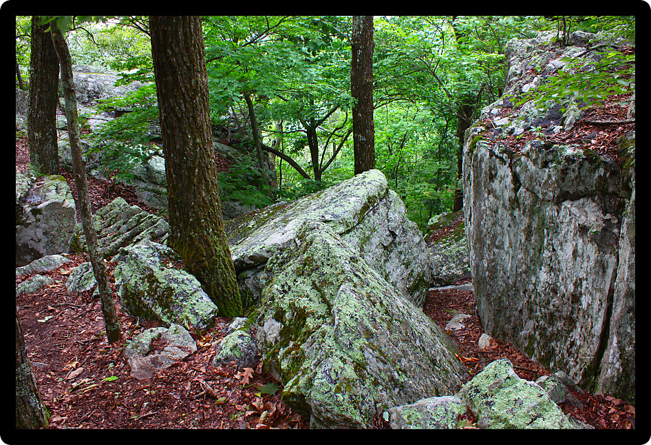 Rocks scatter the landscape at Cheaha State Park in Alabama.