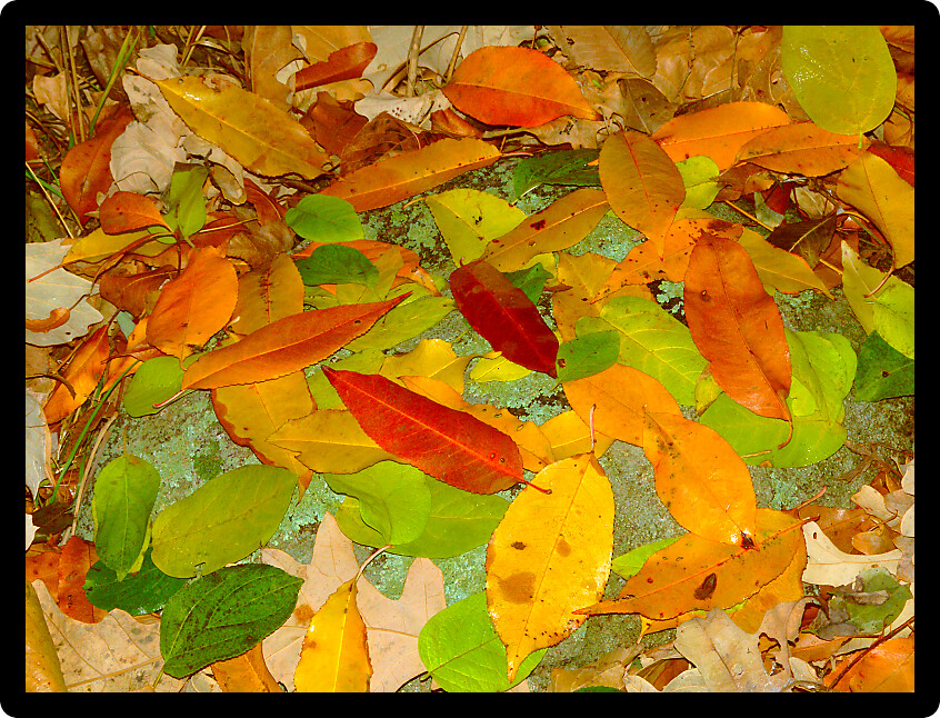 Leaves of many colors create a beautiful scene in southern Wisconsin.