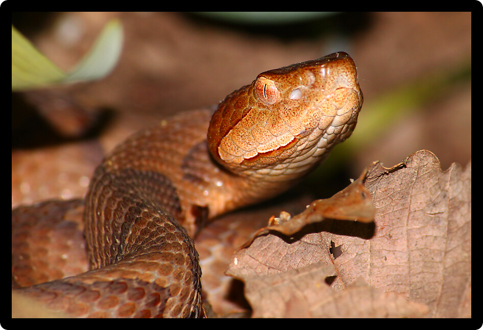 Copperhead (Agkistrodon contortrix) snake rears up for a strike in Alabama.
