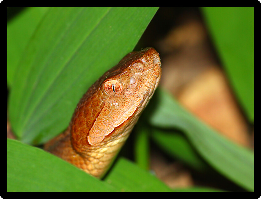 Copperhead (Agkistrodon contortrix) snake gazes through vegetation in the USA.