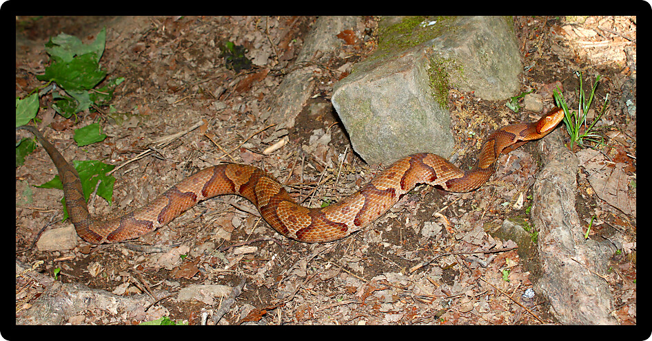 Venomous Copperhead (Agkistrodon contortrix) snake at a natural area of Alabama.