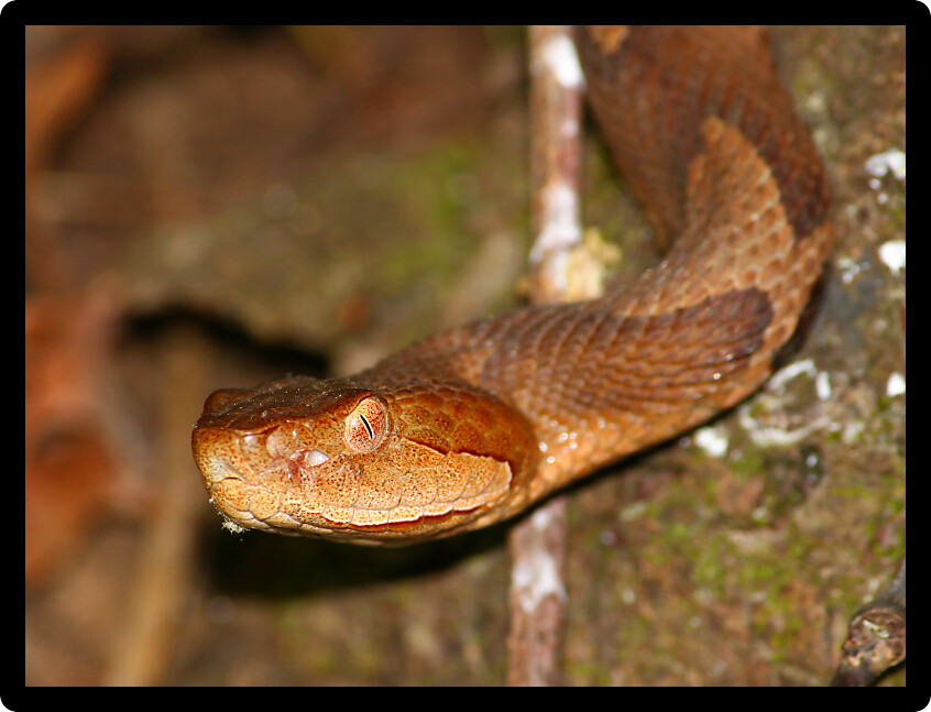 Copperhead (Agkistrodon contortrix) gazes through vegetation in the USA.