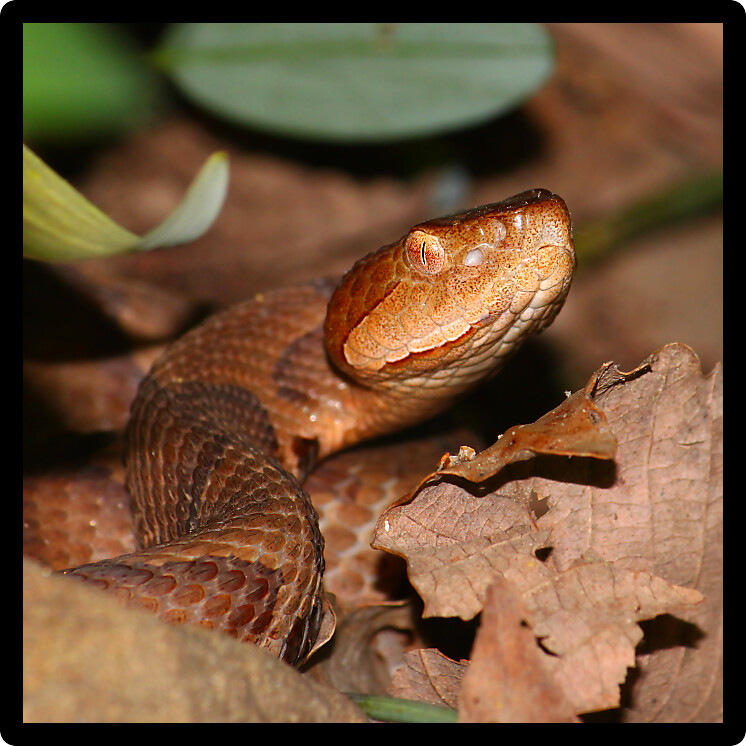 Venomous Copperhead (Agkistrodon contortrix) snake sits on the forest floor in Alabama.